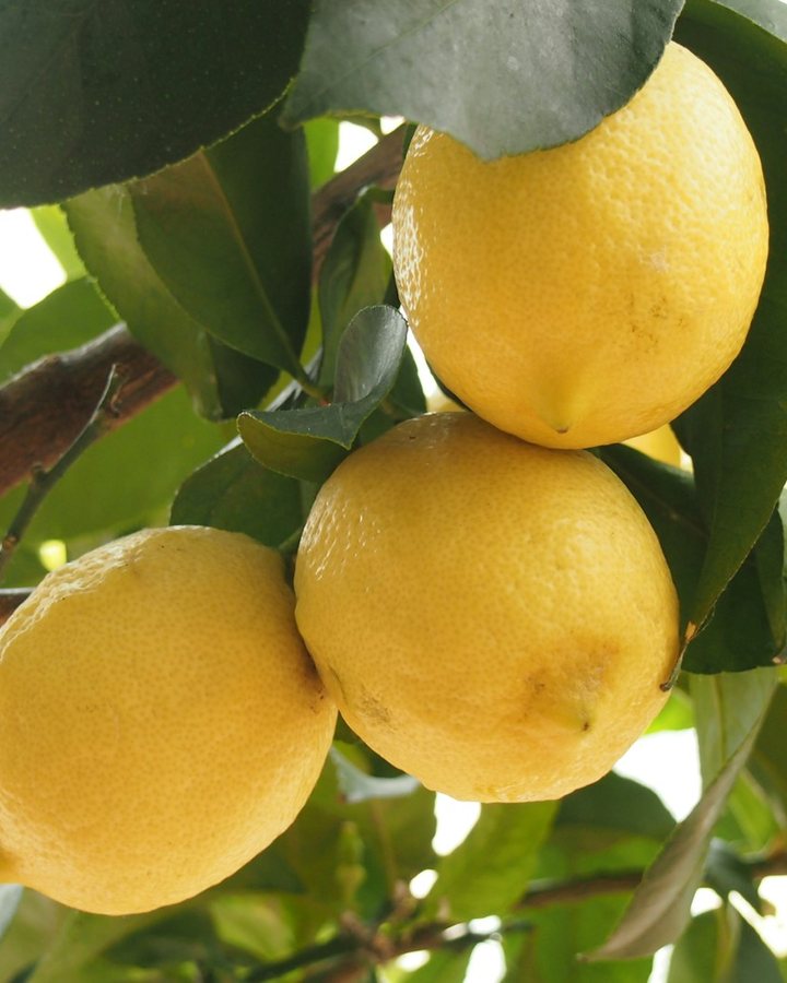 Citrons mûrs sur l'arbre, l'agrume emblématique de Menton